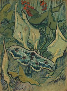 Giant Peacock Moth by Vincent van Gogh